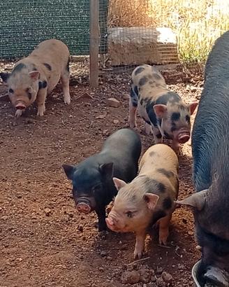 Mini pig