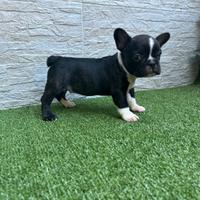 Cuccioli di Bulldog Francese