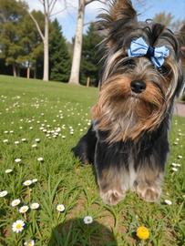 Cucciolo Yorkshire maschio