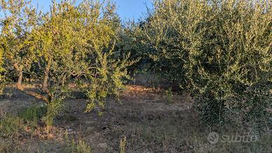 piante di ulivi