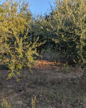 piante di ulivi