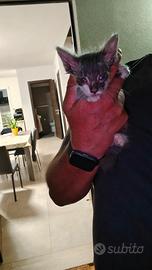 Gattino cucciolo