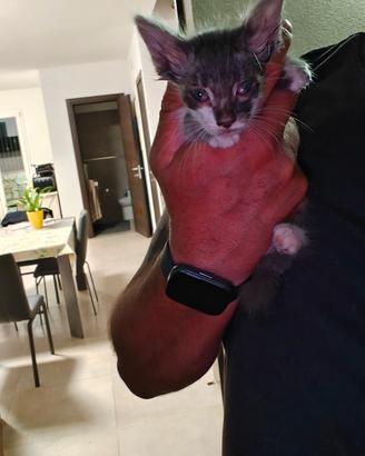 Gattino cucciolo