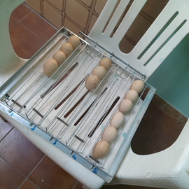 Incubatrice fiem 70/105