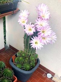 Cactus pianta grassa  80 cm altezza