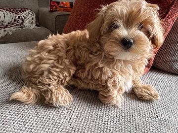 Cucciolo maltipoo dolcissimo