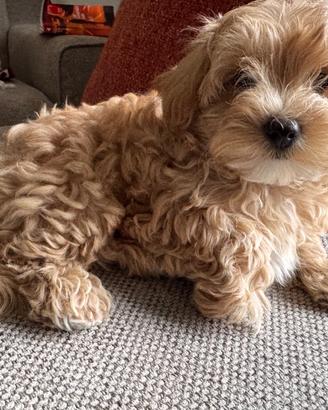 Cucciolo maltipoo dolcissimo