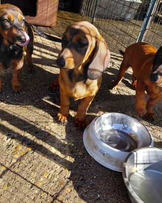 Cuccioli di Alpenlaendische Dachsbracke