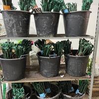 BARBATELLE DI UVA DA TAVOLA