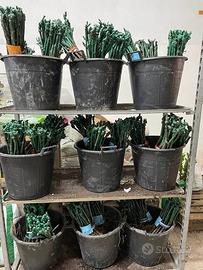 BARBATELLE DI UVA DA TAVOLA