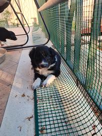 Cuccioli di border collie con pedigree