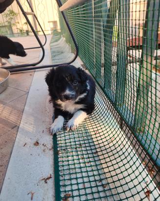 Cuccioli di border collie con pedigree