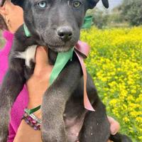 Cane cucciolo cucciola labrador meticcia