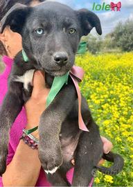 Cane cucciolo cucciola labrador meticcia