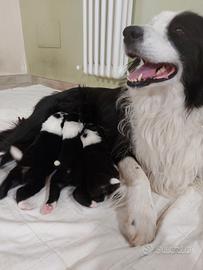 Border collie