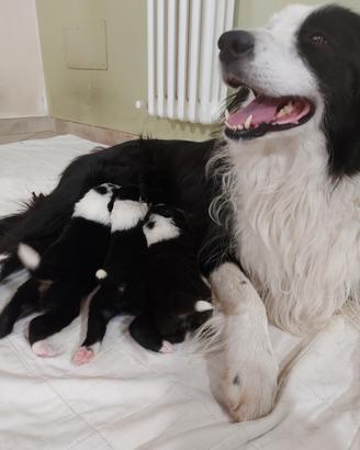 Border collie