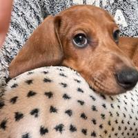 Cucciolo di bassotto