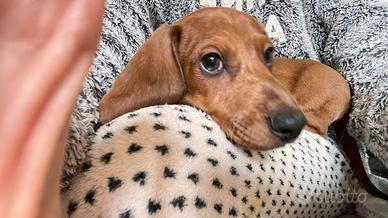 Cucciolo di bassotto