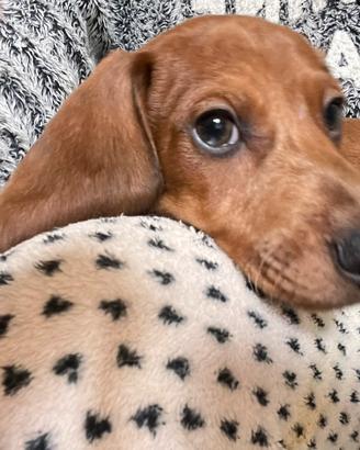 Cucciolo di bassotto