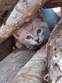 Gattino maschio