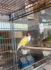 Diamanti di Gould