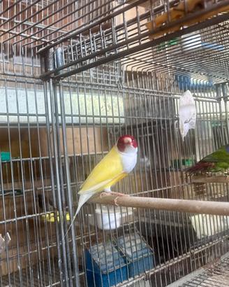 Diamanti di Gould