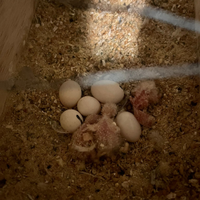 Pulli di inseparabili