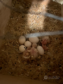 Pulli di inseparabili