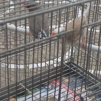 Coppia canarini bengalini riproduttiva