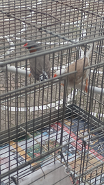 Coppia canarini bengalini riproduttiva