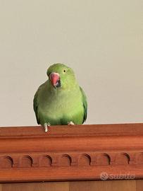 Pappagallo indian ringneck verde 100