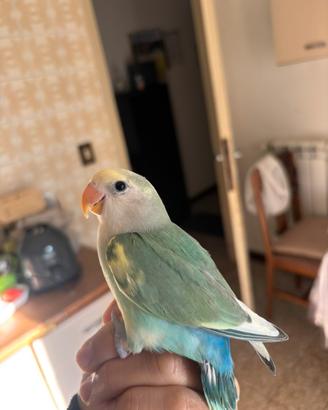 Inseparabili