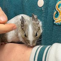 Ultimi 3 Degu del Cile - Roditore Sud Americano