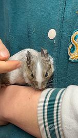 Ultimi 3 Degu del Cile - Roditore Sud Americano