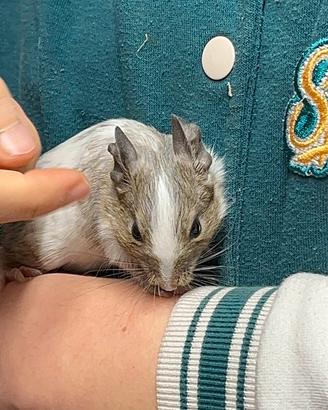 Ultimi 3 Degu del Cile - Roditore Sud Americano