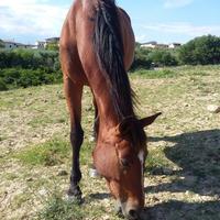 Cavallo in mezza fida