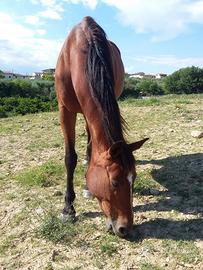 Cavallo in mezza fida