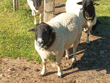 Montone pecora Dorper