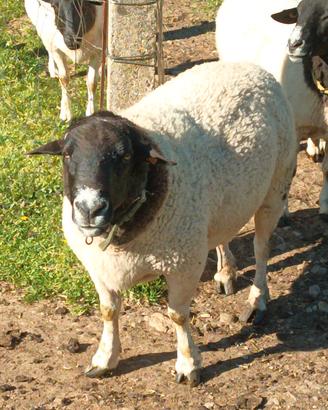 Montone pecora Dorper