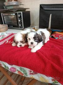 Cuccioli di schizu
