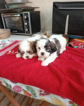 Cuccioli di schizu