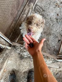 lagotto romagnolo