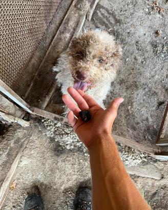 lagotto romagnolo