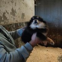 Pomerania mini toy