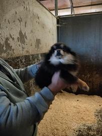 Pomerania mini toy