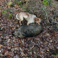 Setter inglese da cinghiale