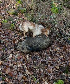 Setter inglese da cinghiale