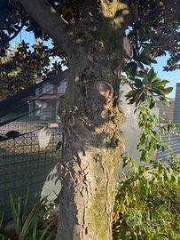 albero
