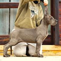 Alano cucciola femmina blu