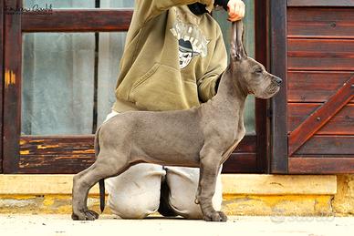 Alano cucciola femmina blu